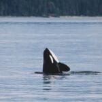 Why Iberian Orcas Attacking Boats?